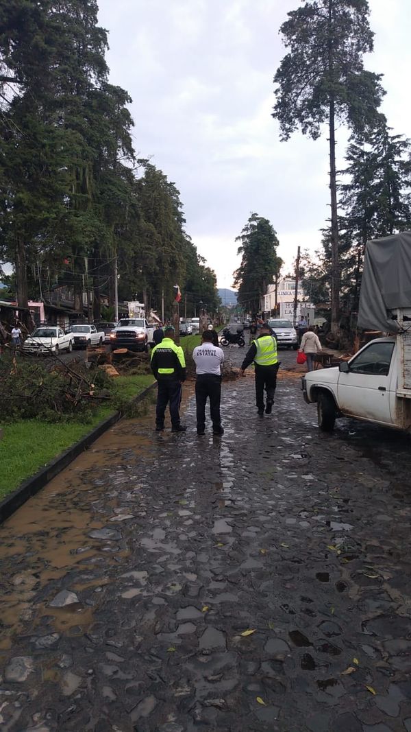Reportan caída de un árbol en Pátzcuaro