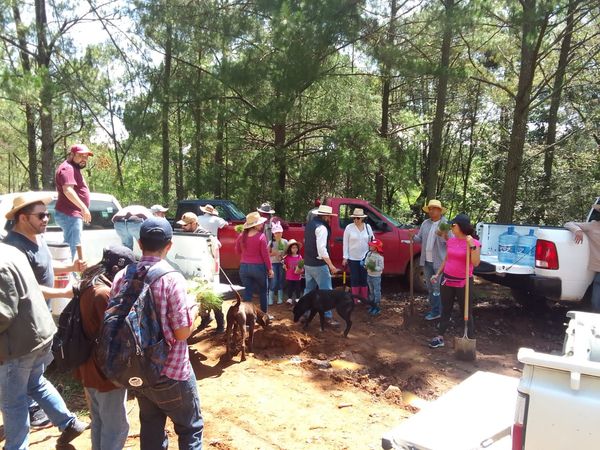 Ciudadanos realizaron reforestación en Lagunillas y Huiramba