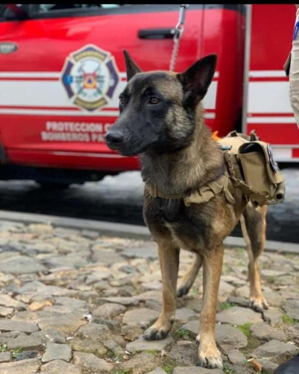 Sin noticias de Morgan, perrito de Protección Civil Pátzcuaro
