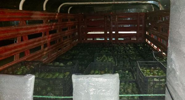 Asegura SSP vehículo cargado con aguacate, aparentemente ilegal