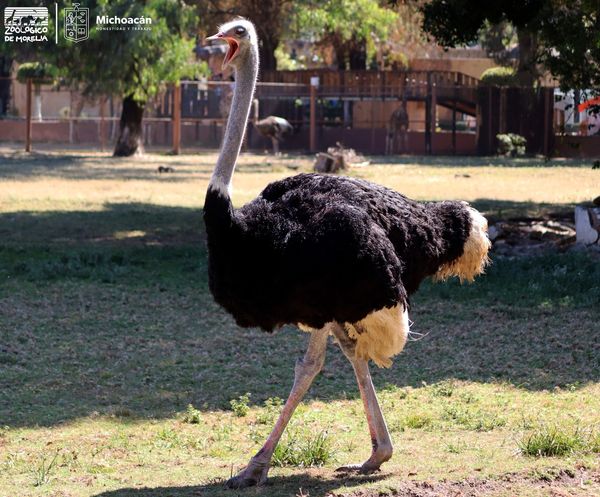 Zoológico de Morelia arropa al ave más grande y rápida del mundo