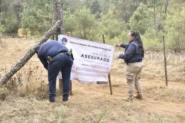 En cateo asegura la Fiscalía del Estado, predio con plantación de aguacate en Cuanajo.