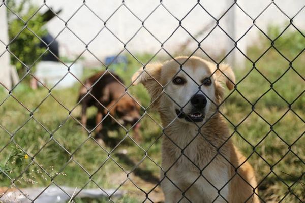 Obtiene FGE vinculación a proceso contra pareja presunta responsable de crueldad animal, en Tarímbaro