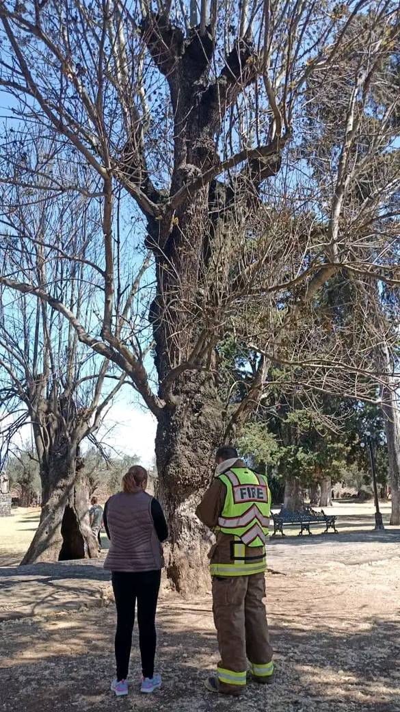 Sin lesionados retiro de enjambre de abejas en Tzintzuntzan