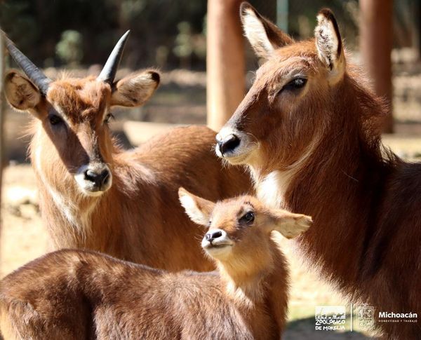 Conoce en el Zoológico de Morelia al singular antílope acuático