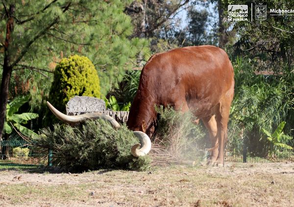 Recolecta Zoológico de Morelia 117 árboles de Navidad