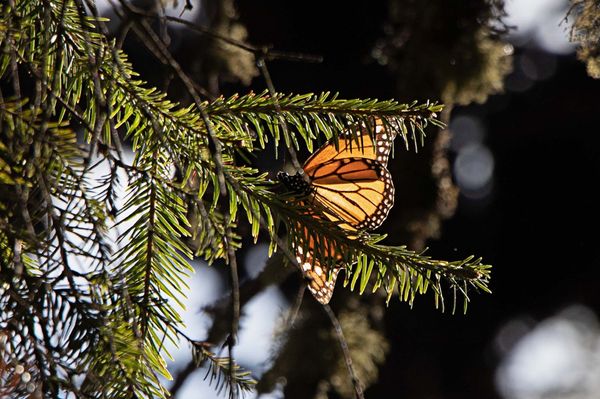 Anuncian Festival Biocultural de la Mariposa Monarca, en Senguio