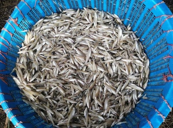 Por Cuaresma, Compesca oferta pescados y mariscos a bajo costo