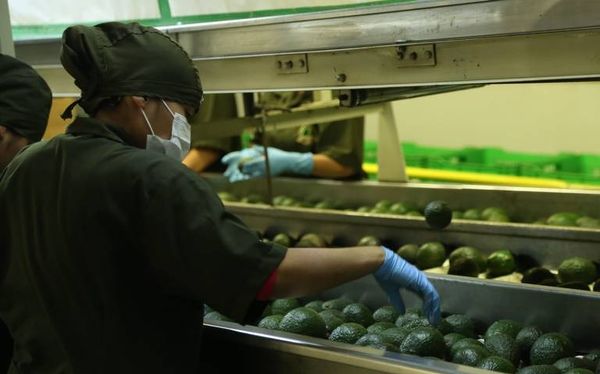 Cierra envío de aguacate michoacano con 140 mil toneladas para Super Bowl