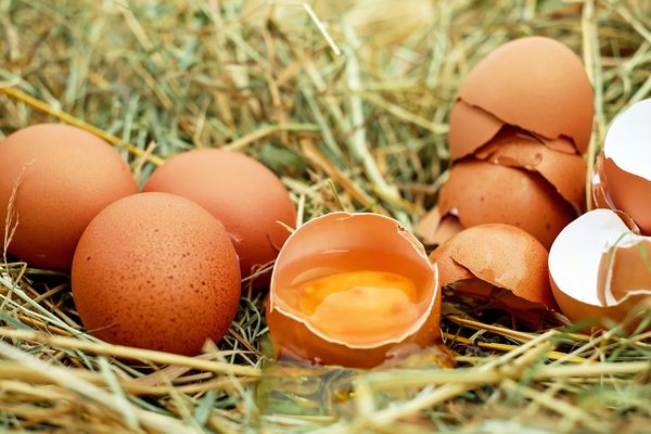 En marzo podría bajar el precio del huevo: SEDECO