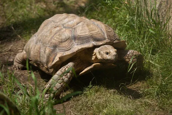 Jóvenes se toman foto con tortuga y son expulsados del zoológico