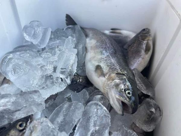 Recomienda Compesca consumir pescados y mariscos frescos