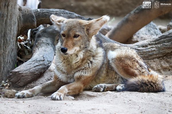 Conoce en el Zoo de Morelia al coyote, un cazador formidable