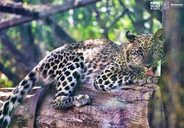 El leopardo africano, un gran felino que puedes conocer en el Zoo de Morelia