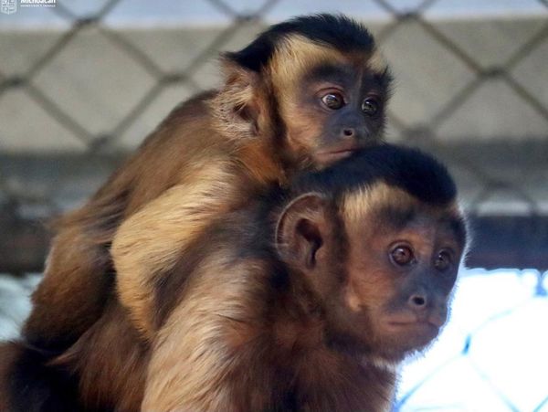 Crece la familia de primates en el Zoológico de Morelia