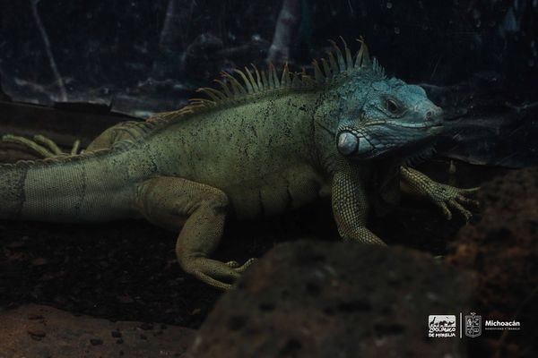 En el herpetario podrán observar cinco ejemplares de la iguana verde.
