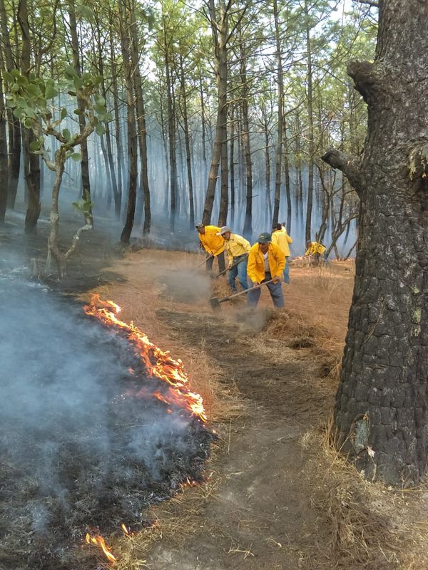 Trabajan 72 brigadas en atención de incendios forestales en Michoacán