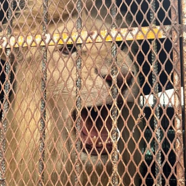 Asegura SSP un felino en Zamora; hay tres detenidos