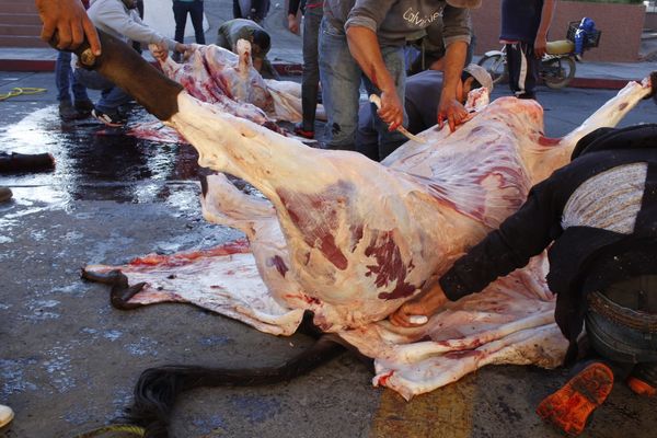 Tablajeros destazan una res frente a la Presidencia de Tancítaro