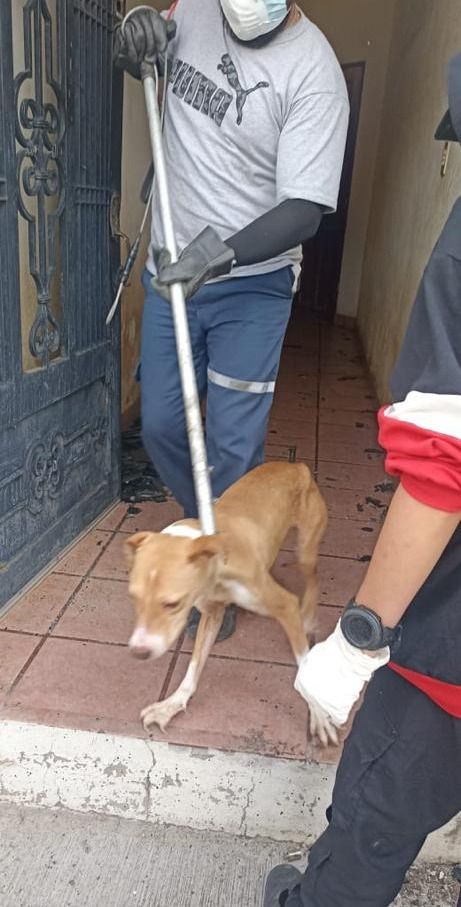 En cateo aseguran perros y gatos en Morelia