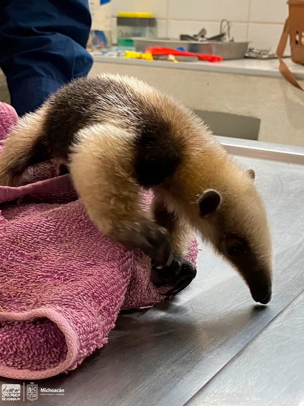 Zoológico de Morelia recibe a oso hormiguero rescatado