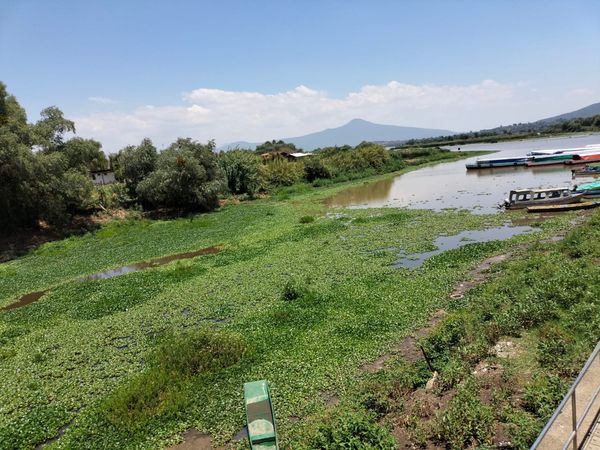 Agoniza el Lago de Pátzcuaro