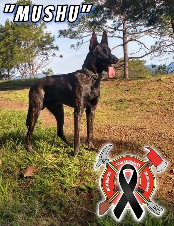 Hayan envenenado a perro bombero