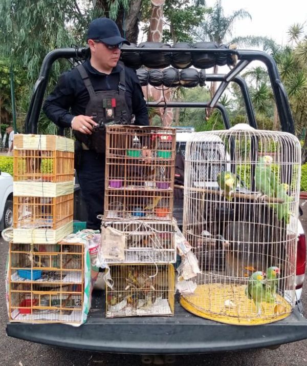 SSP y Profepa aseguran 40 especies de aves en peligro de extinción, en Morelia