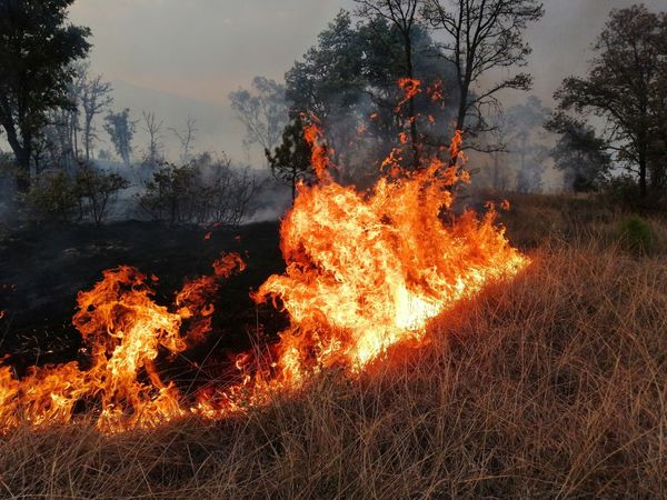 Baja 21% superficie afectada por incendios forestales en Michoacán en 2023: Cofom