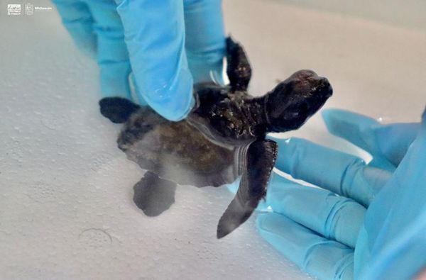 Zoológico de Morelia cuida de tortuga marina que fue entregada a la Profepa