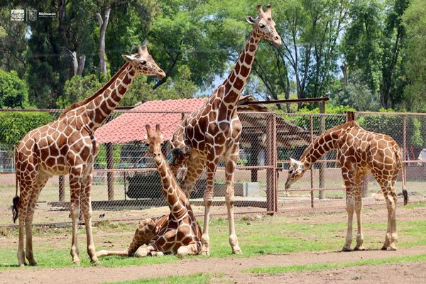 Muñeca, la nueva líder de la manada de jirafas del Zoológico de Morelia