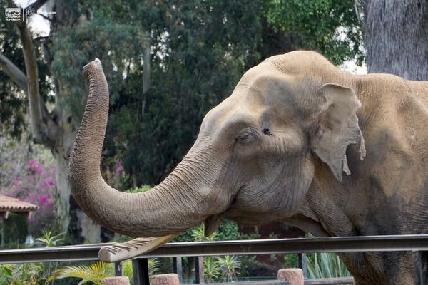 Superan animales del Zoológico de Morelia expectativa de vida