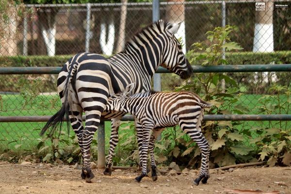 Este verano conoce a las 2 nuevas crías de cebra en el Zoo de Morelia