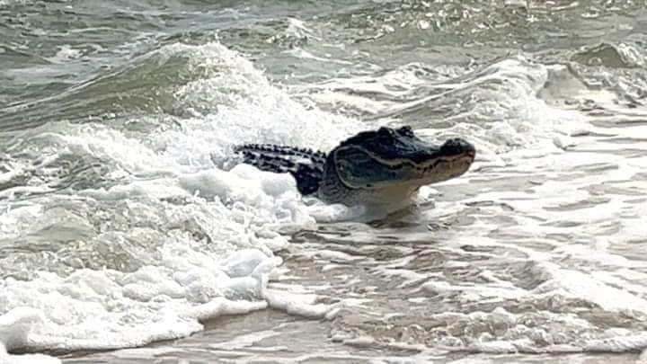 Aparecen cocodrilos en las playas de Lázaro Cárdenas
