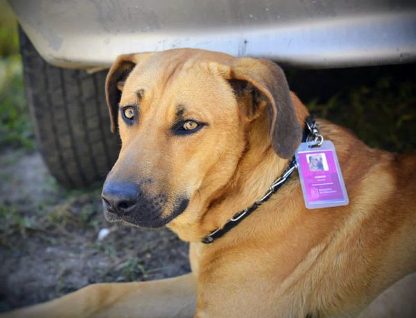 Chencho, el guardia canino que adoptó la SEE