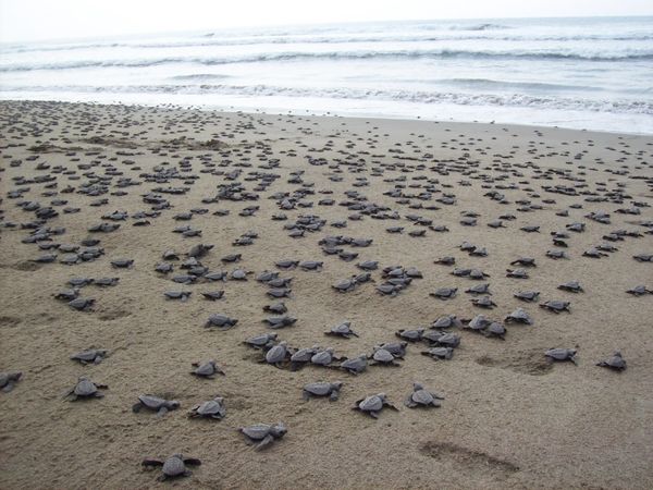 Sin afectaciones, campamentos tortugueros de Costa Michoacana: Compesca