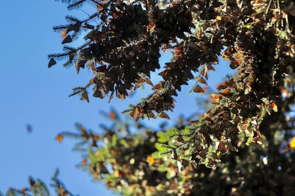 La Mariposa Monarca llega a tiempo a su cita en los bosques michoacanos