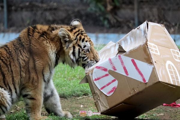 Visita Santa a felinos de ZooMorelia