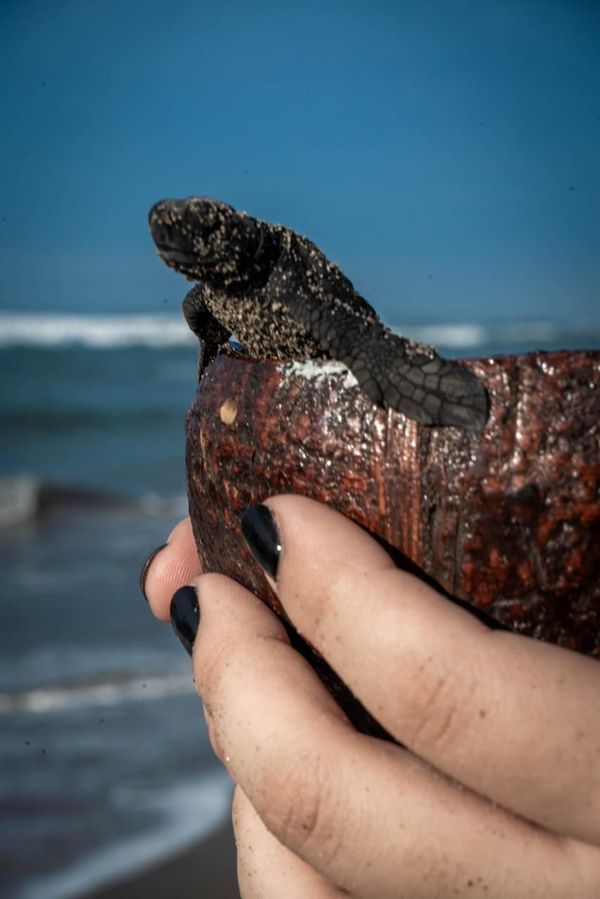 Acompaña a las tortugas en su camino hacia el mar en las playas michoacanas