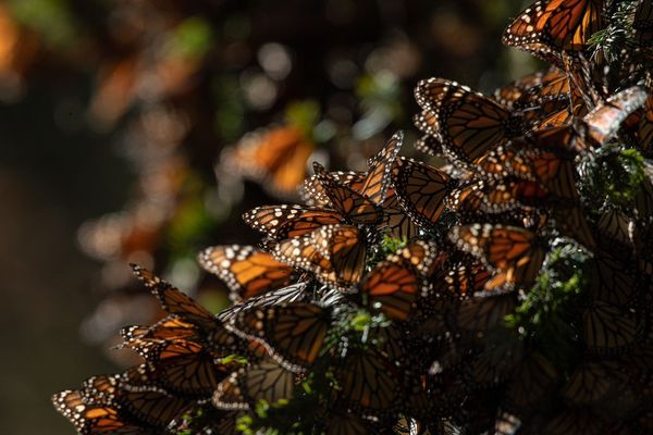 Disfruta el esplendor de la Mariposa Monarca en los bosques michoacanos