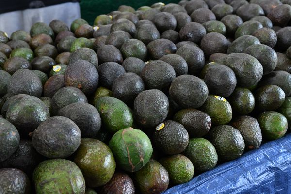 Michoacán enviará 130 mil toneladas de aguacate para el Super Bowl: Sader