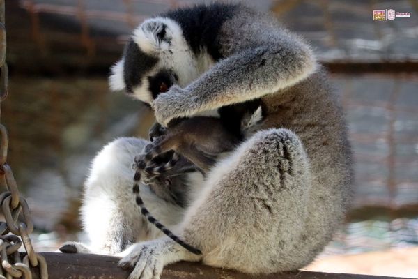 ¡Ternuritas! Nacen gemelos de lémur en el Zoo de Morelia