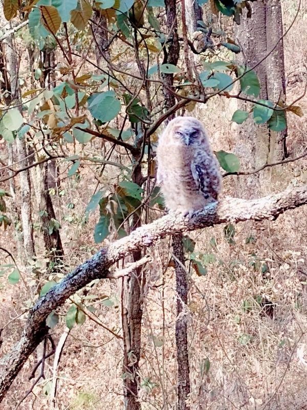 Brigadistas rescatan un búho cornudo y una gallinita de monte en incendios forestales