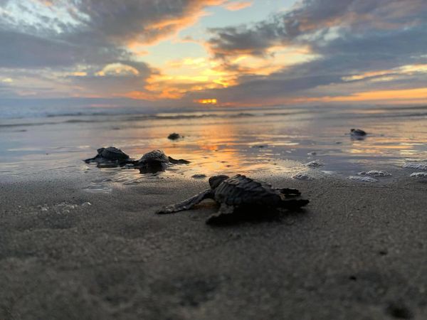 Tres tipos de tortugas son liberadas en las costas michoacanas