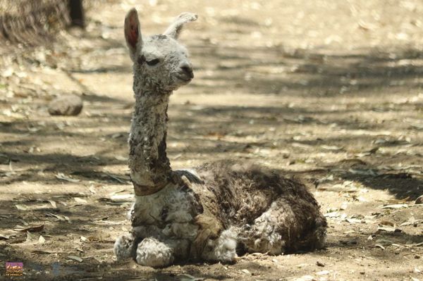 El nacimiento de una “llamita” emociona a visitantes del Zoológico