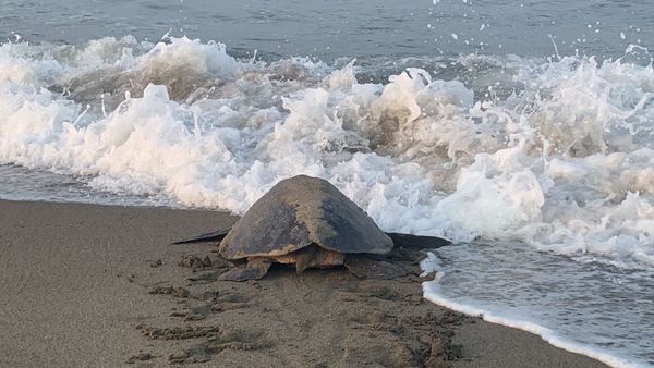 Comienza el arribo de tortugas a playas michoacanas