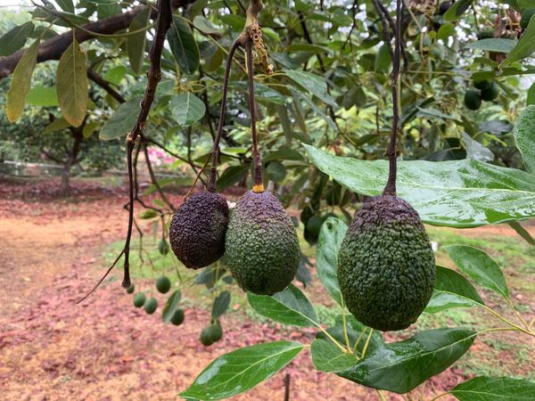 Producción de aguacate 2024 afectada en un 25%