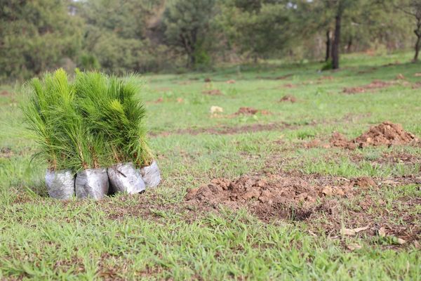 Consejo Supremo Indígena inicia reforestación comunitaria