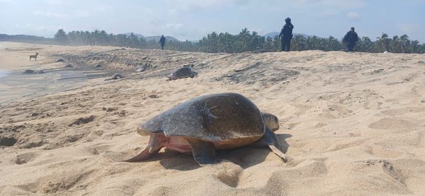 Guardia Civil protege arribo de tortugas marinas en Aquila