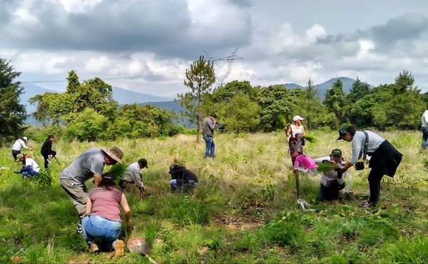 Inicia en Quiroga plantación de 18 mil árboles para la conservación del lago de Pátzcuaro